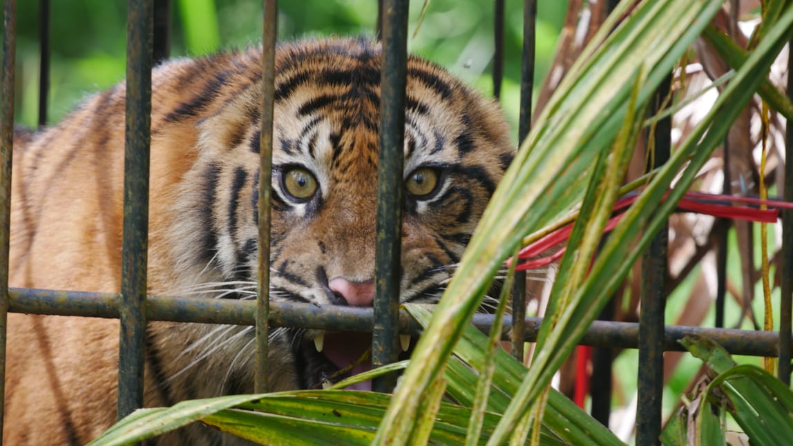 Harimau Sumatera di Nagari Koto Rantang ( Foto: Minangsatu)
